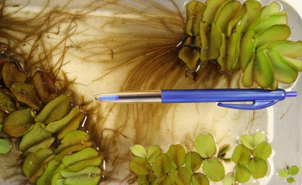 Salvinia with pen for scale